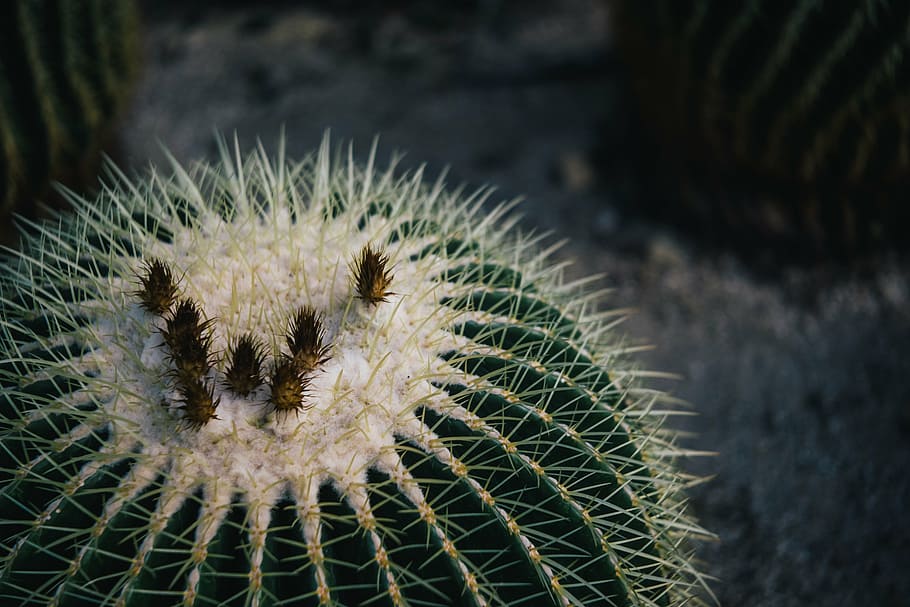 Ball Cactus (Parodia Magnifica)