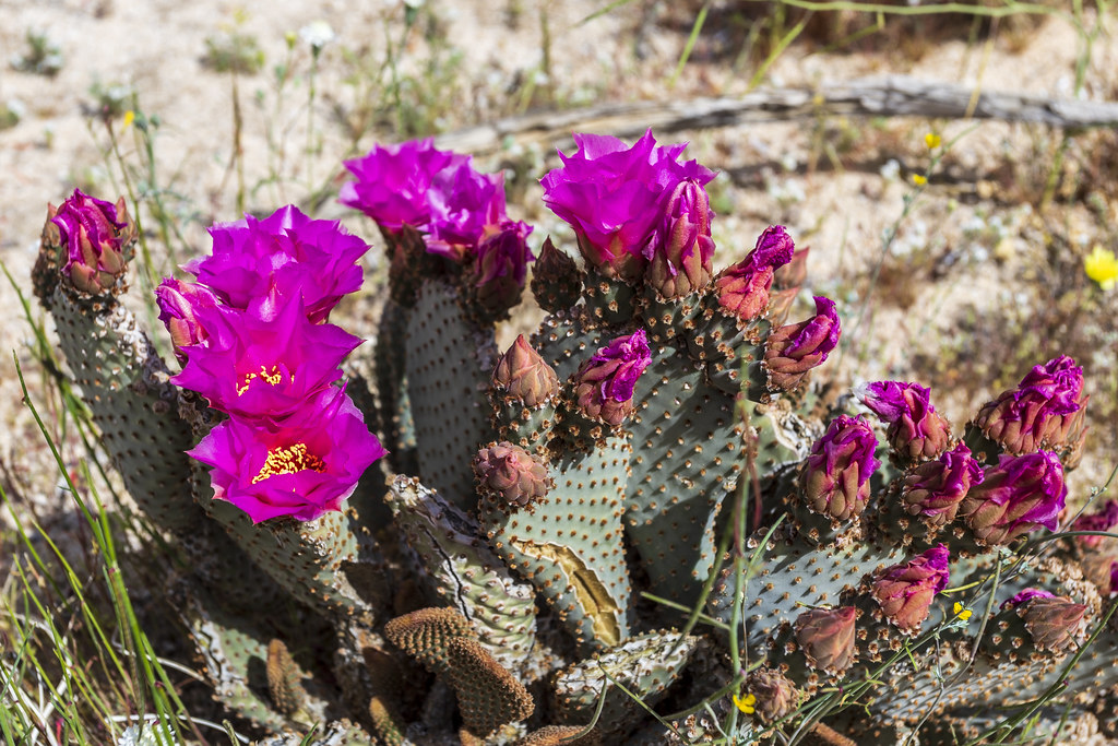 BeaverTail Cactus