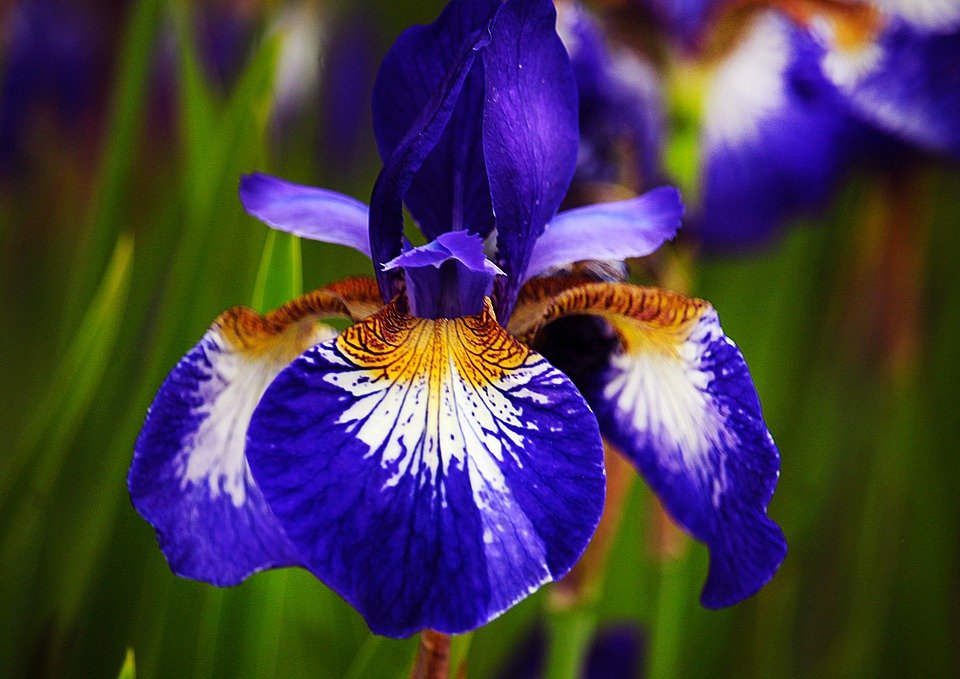 Siberian Iris