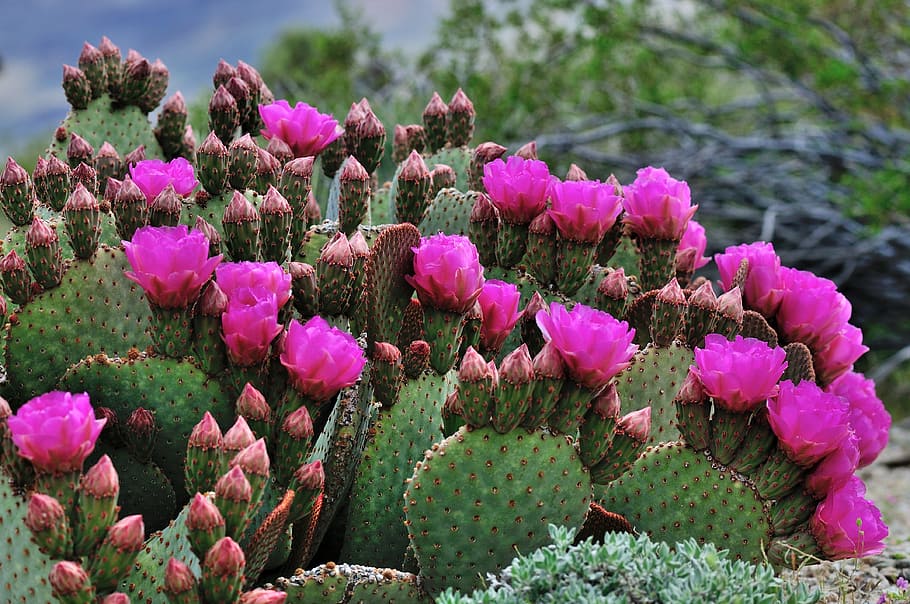 Spiny Lilac Flower Cactus