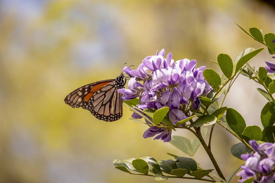 Texas Mountain Laurel Butterfly Flower Purple