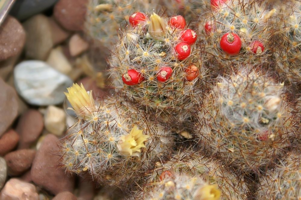 Texas Nipple Cactus