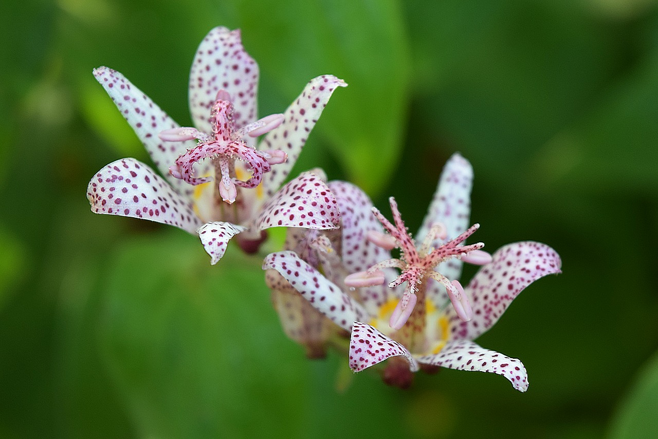 Toad Lilly